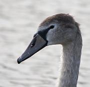 cygnet 3